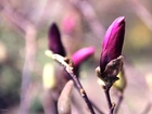 Fioletowa, Magnolia