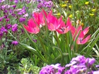 Tulipany, Miniaturowe, Rabatka