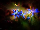 Cebulica, Syberyjska, Niebieskie, Kwiaty
