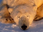 Niedźwiedź, Polarny, Łapki, Śnieg
