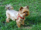 Yorkshire Terrier,
