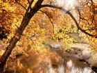 Jesień, Drzewa, Rzeka