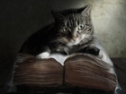 Kot, Gruba, Księga