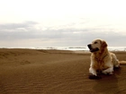 Pies, Golden Retriever, Plaża, Morze