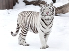 Biały, Tygrys, Śnieg