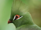 Zielony, Turaco