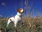 Brittani Spaniel, Łąka