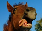 Koń, Głowa, Język, Zęby
