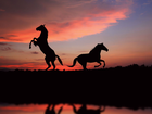 Konie, Zachód, Słońca