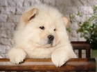 Znudzony, Chow Chow