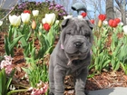 Szczeniak, Shar Pei, Tulipany