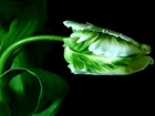 Zielony, Tulipan, Łodyżka