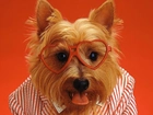 Pies, Koszulka, Okulary, Yorkshire Terrier