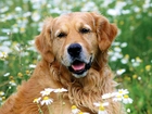 Golden, Retriever, Kwiatki, Trawa