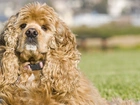 Amerykański Spaniel, Kręcona, Sierść