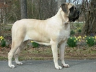 Mastif angielski, Mastiff, żółte, kwiatki