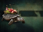 Żółw, Skorupa, Własne, Roślinki