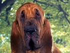 Bloodhound, Zieleń, Drzewo