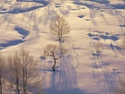 Śnieg, Zaspy, Mróz, Drzewa