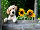 Piesek, Słoneczniki, Labrador Retriever