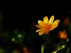 Żółty, Kwiat, Fractalius