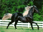 Czarny Koń na wybiegu