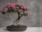 Małe, Drzewko, Bonsai