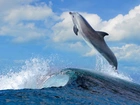 Delfin, Morze