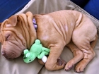 Szczeniaczek, Shar Pei, Maskotka