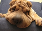 Shar Pei, Mordka, Sen, Kanapa