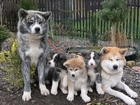 Akita, Szczęśliwa, Psia, Rodzinka