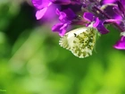 Motylek, Na, Kwiatku
