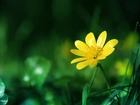 Żółty, Wiosenny, Kwiat