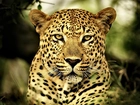 Leopard, Oczy, Futro