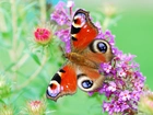 Motyl, Pawie Oczko, Fioletowe, Kwiaty