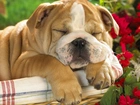 Śpiący, Pies, Koszyk, Kwiaty
