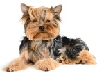 Yorkshire, Terrier