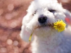 Pies, Maltańczyk, Żółty, Kwiat