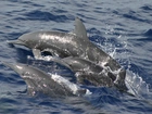 Trzy, Delfiny, Ocean