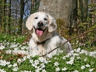 Labrador, Retriewer, Zawilce