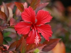 Czerwony, Hibiskus