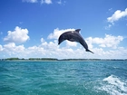 Delfin, Morze, Skok