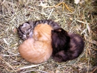 Śpiące Kocięta, Siano