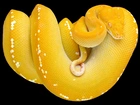 Żółty, Wąż