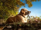 Golden Retriever, Spacer, Las