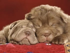 Dwa, Śpiące, Shar Pei