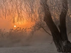Zima, Drzewa, Słońce