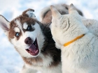 Siberian Husky, Zabawa, Na, Śniegu