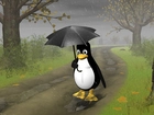 Pingwin, Parasol, Droga, Linux