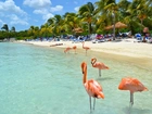 Aruba, Plaża, Palmy, Morze, Flamingi